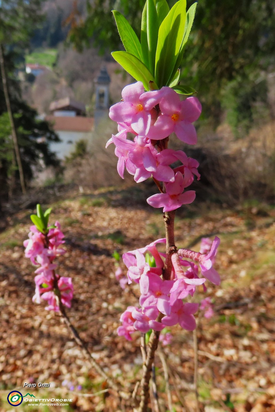 73 Daphne mezereum (Fiore di stecco).JPG